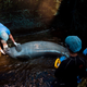 Illustration for article titled These Manatees Are Returning to the Ocean After Years in Captivity